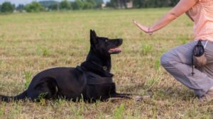 Prepper dog training as part of your security plan
