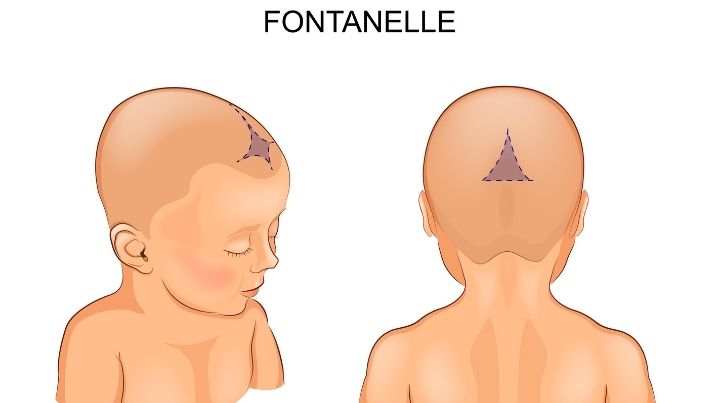 Dehydration facts: This photo describes the location of a babies fontanelle