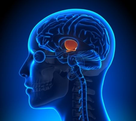 Dehydration facts: This photo shows the location of the hypothalamus in the brain