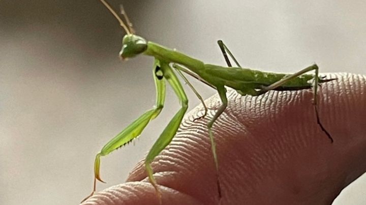 Preying-Mantis-Paying-Attention