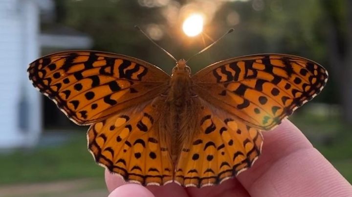 A butterfly at sunset