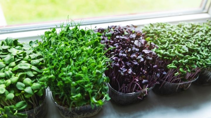Microgreens and sprouts are healthy food options during disasters