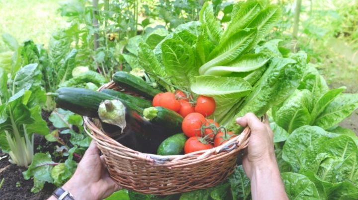 Gardening can add healthy food options during long term disasters