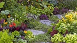 Edible landscaping is a wonderful way to maximize your food security.