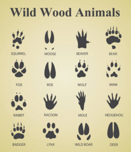 Chart showing various animal tracks and sign.