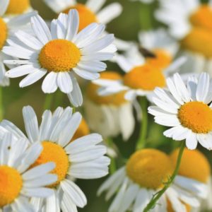 Chamomile is an easy medicinal plant to grow.