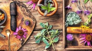 Learn about the easiest medicinal plants to grow in your garden