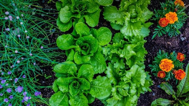 Growing some of your own food can help offset food shortages