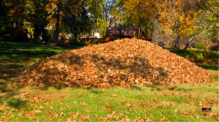 Pile of leaves