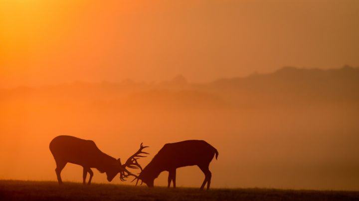 two male elk fighting
