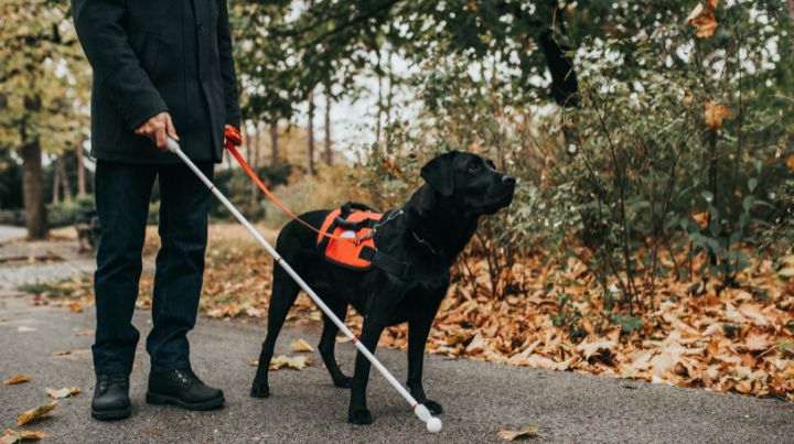 Blind Person with guide dog