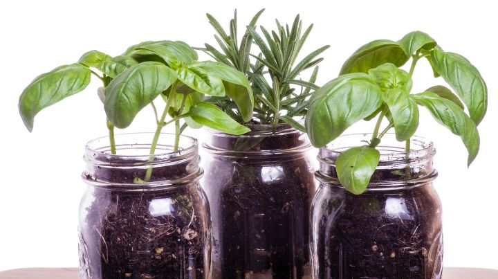 Mason Jars with Plants