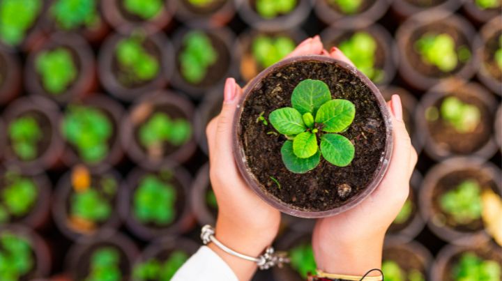 Lady holding a young plant, ready for planting.