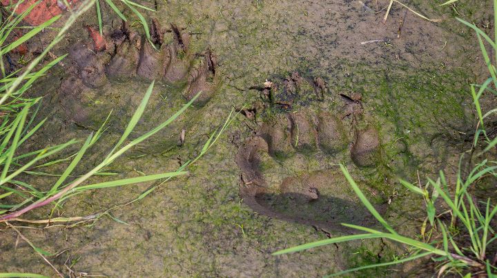 Bear tracks in the mud