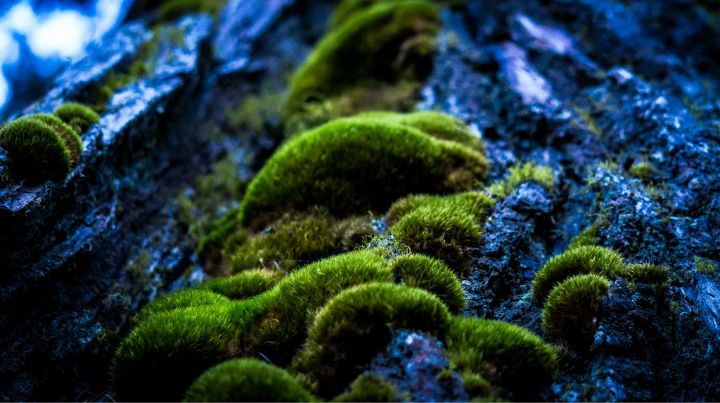 Moss growing on a tree