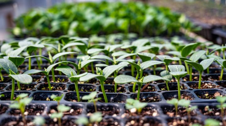 Starting seedlings early is a great way to get started