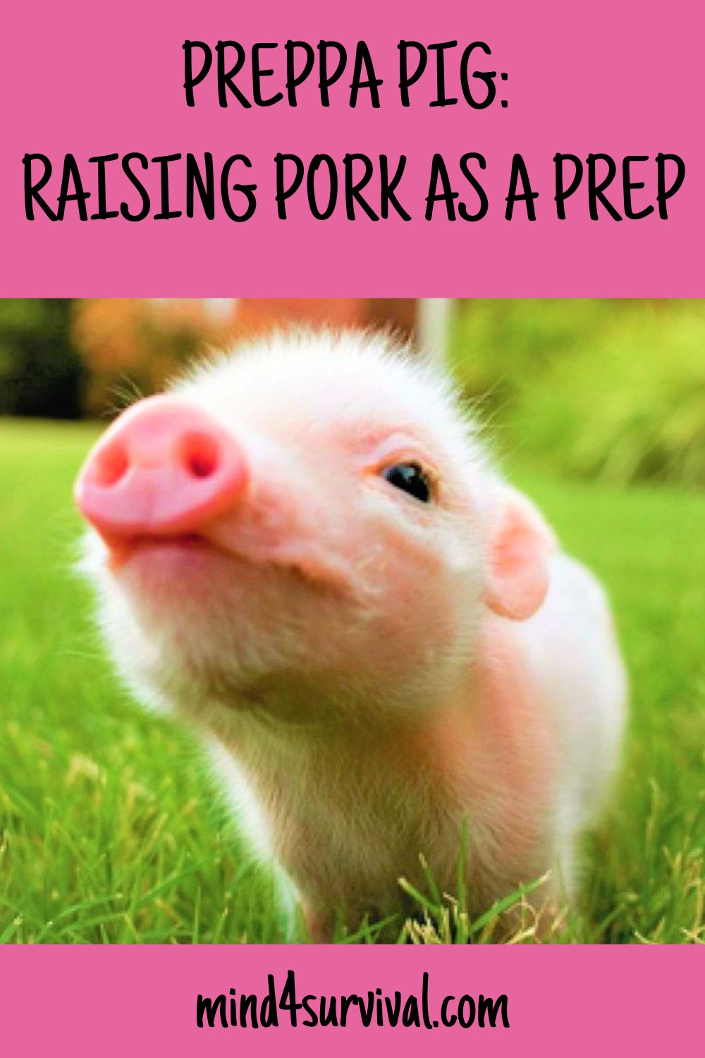Preppa Pig: Raising Pork As A Prep