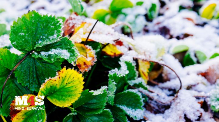 Learn when to pull your garden plants based on the weather!