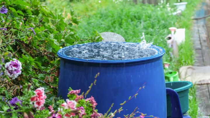 You will want a way to discreetly collect rainwater