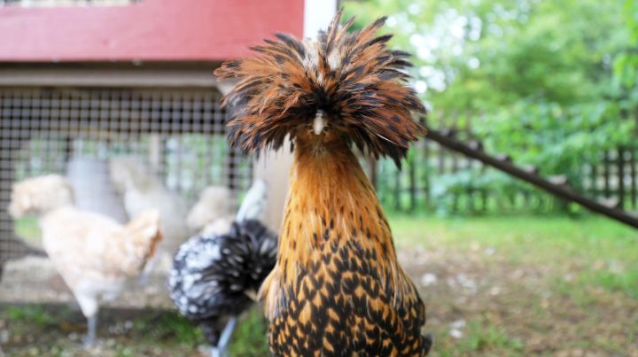 Backyard chickens can help with composting