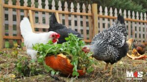 Why backyard chickens should be a part of your preps