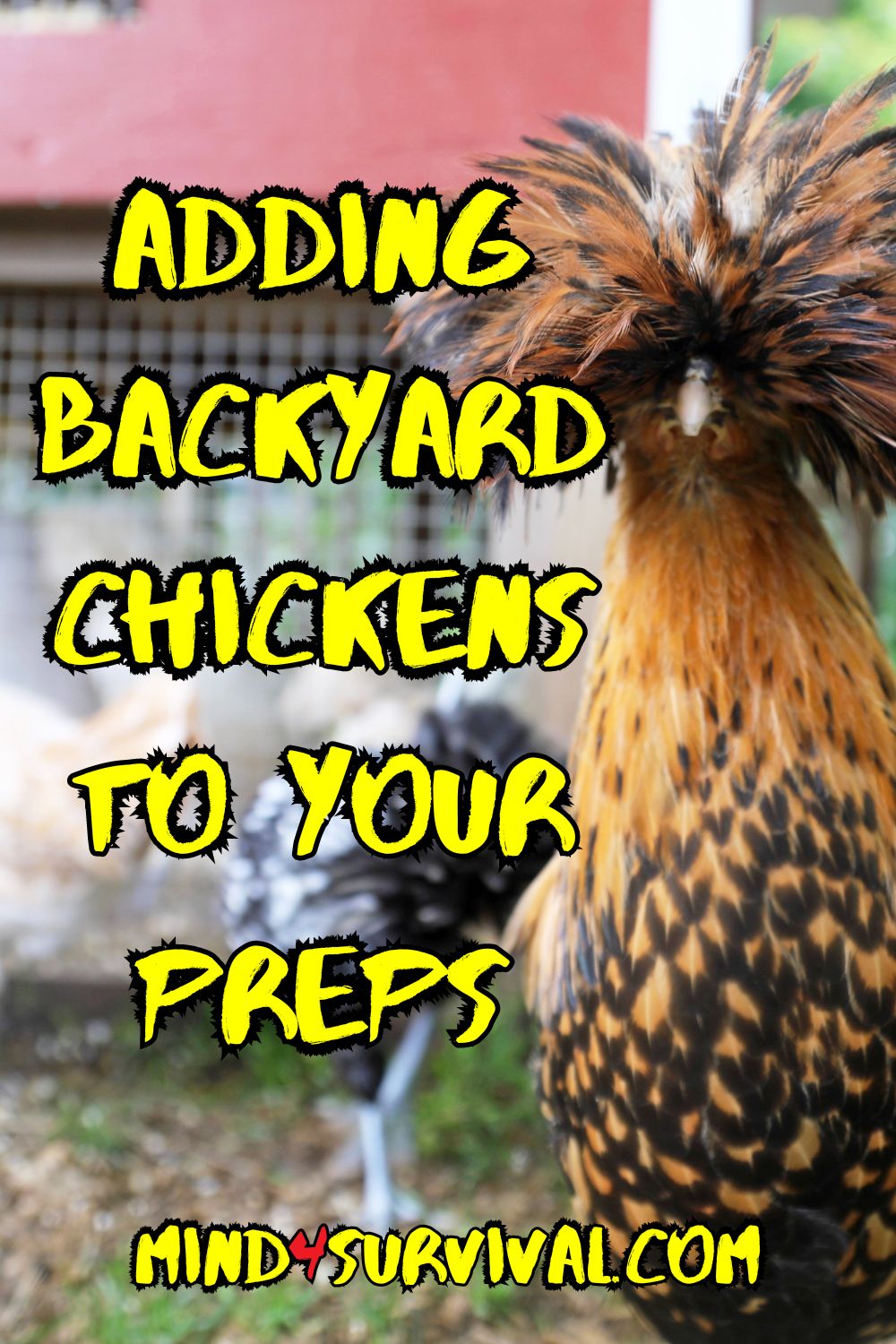 Poultry Primer: Adding Backyard Chickens to Your Preps