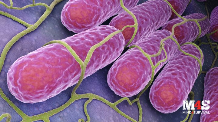 Salmonella - what you need to know