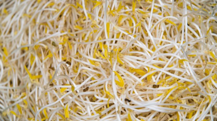 Photo of mature bean sprouts