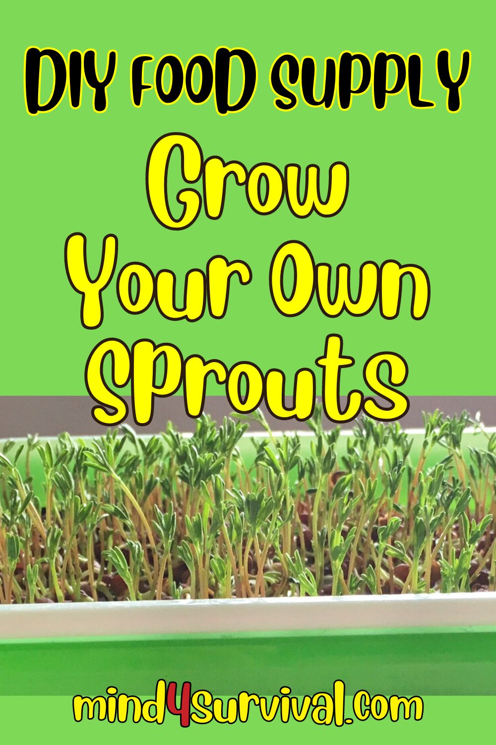 DIY Food Supply: Grow Your Own Sprouts