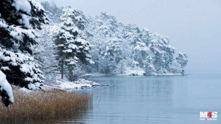 Snow covered trees on the bank of a winter lake in Sweden