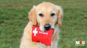 A golden retriever with a first aid kit.