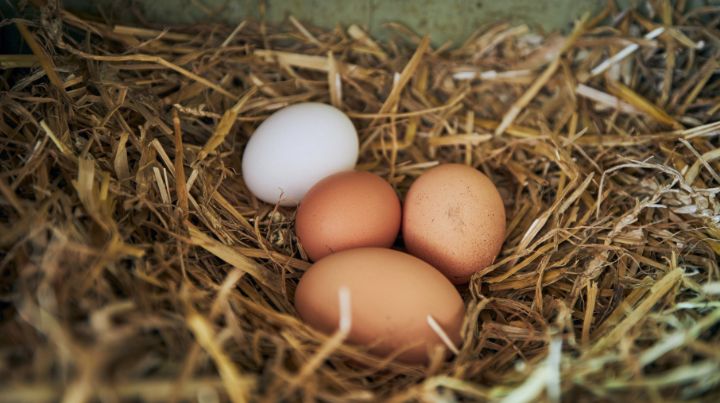 Enjoy the fruits of your labor when the fresh eggs start arriving!