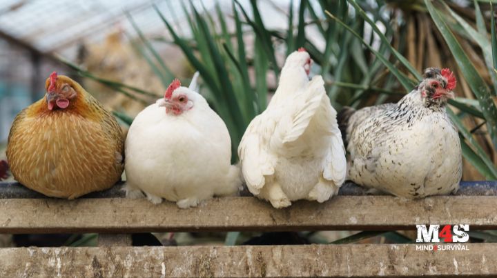 Everything you need to know about backyard chickens