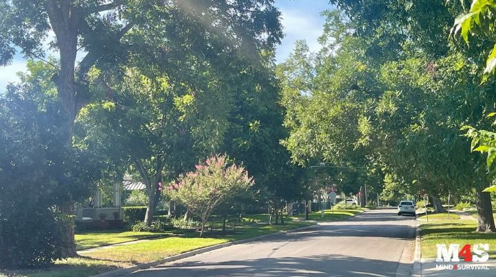 My neighborhood street on a beautiful day. 