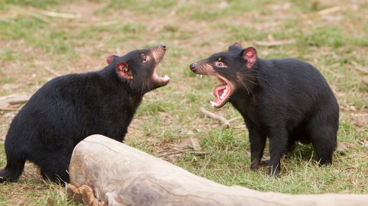 Two young bears arguing with each other