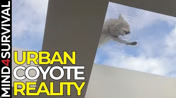 Urban Coyotes in the U.S.: What You Should Know