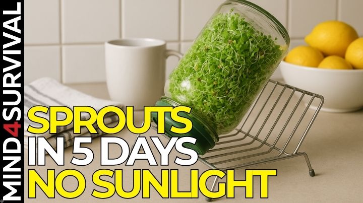Fresh sprouts growing in a jar on a kitchen counter with no sunlight.